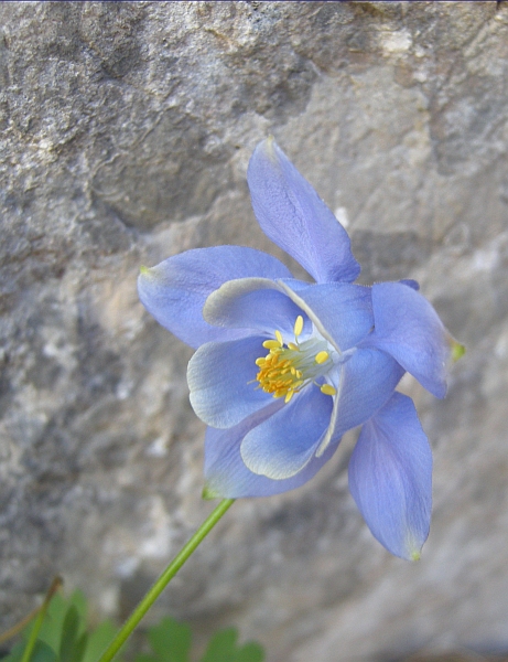 Aquilegia magellensis /  Aquilegia magellense